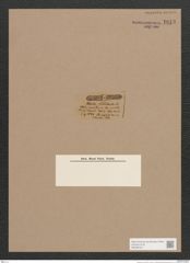 Navicula sp. (de-Toni-Nr.: Genus 1) Zeichnungen Sammlung Grunow Nr. 1613 (NHMW-BOT-W0368167)